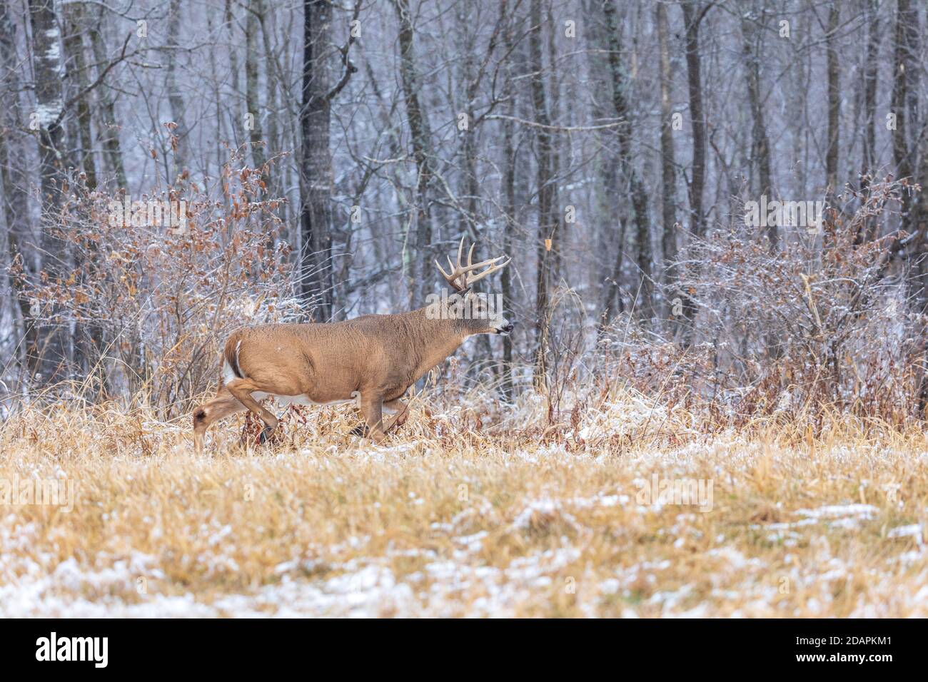 Wi Whitetail Rut Mature white-tailed buck during the rut in northern Wisconsin Stock ...