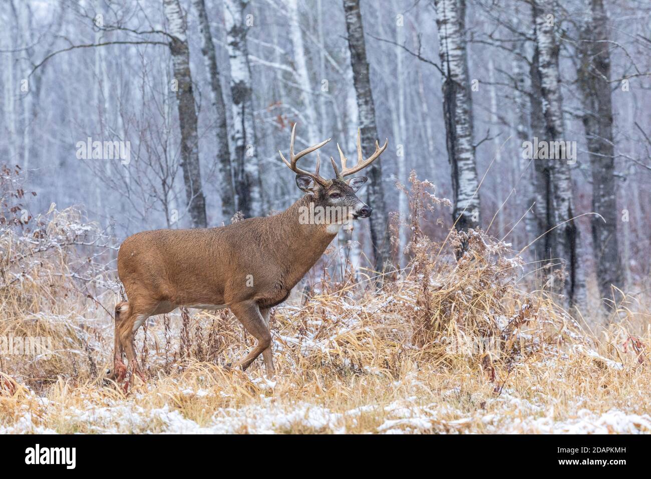 Mature whitetailed buck during the rut in northern Wisconsin Stock