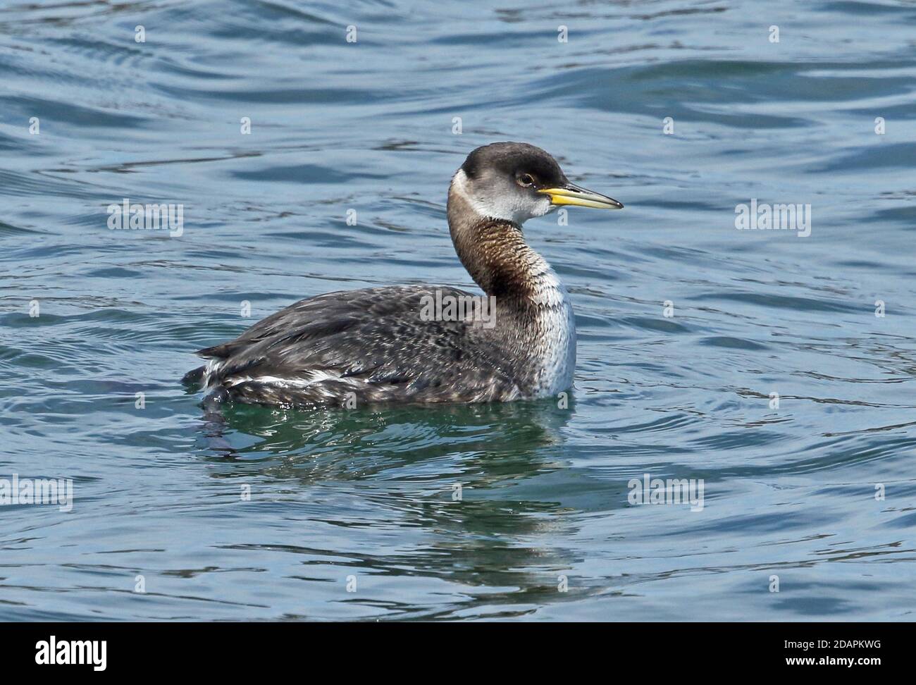 Red-necked Grebe (Podiceps grisegena holbollii) winter plumage adult swimming in harbour  Choshi, Chiba Prefecture, Japan        February Stock Photo