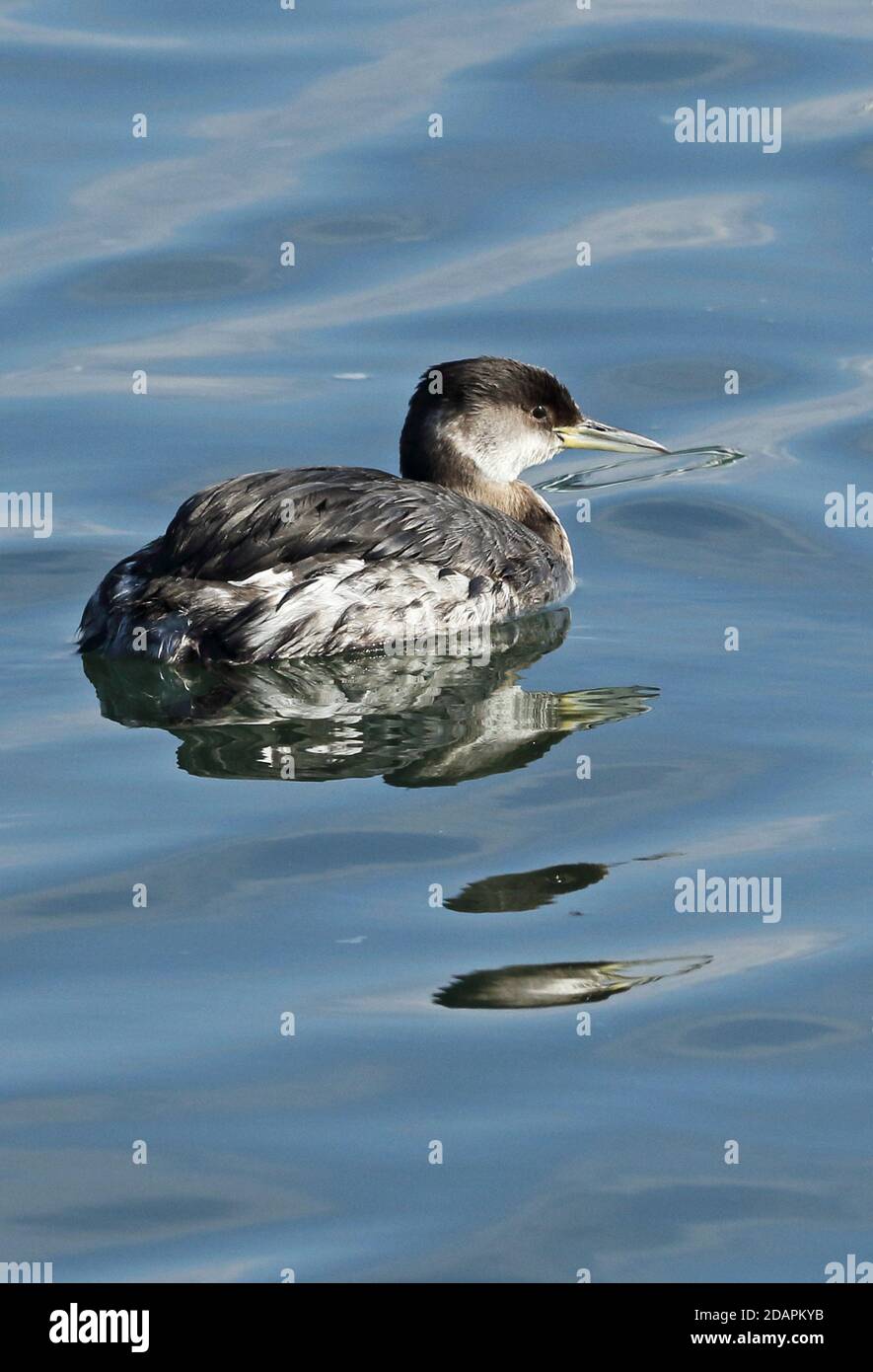 Red-necked Grebe (Podiceps grisegena holbollii) winter plumage adult swimming in harbour  Choshi, Chiba Prefecture, Japan        February Stock Photo