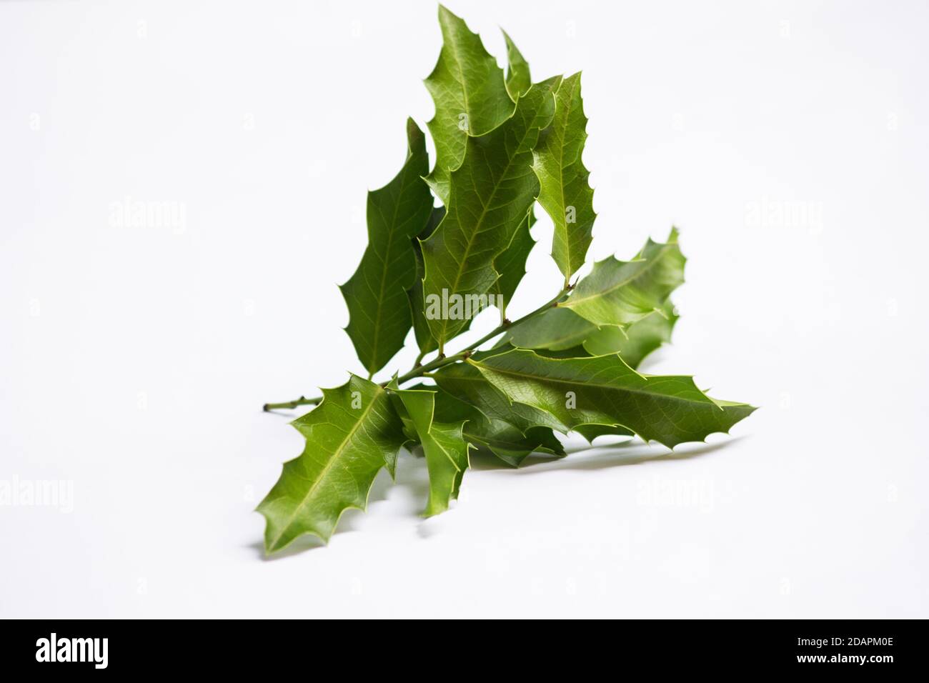 Maytenus ilicifolia medicinal plant isolated on white background Stock Photo