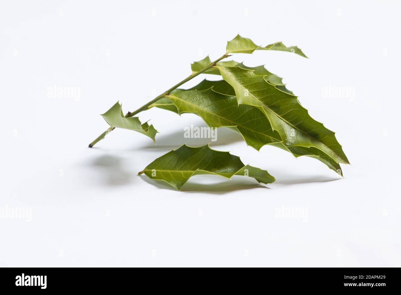 Maytenus ilicifolia medicinal plant isolated on white background Stock Photo