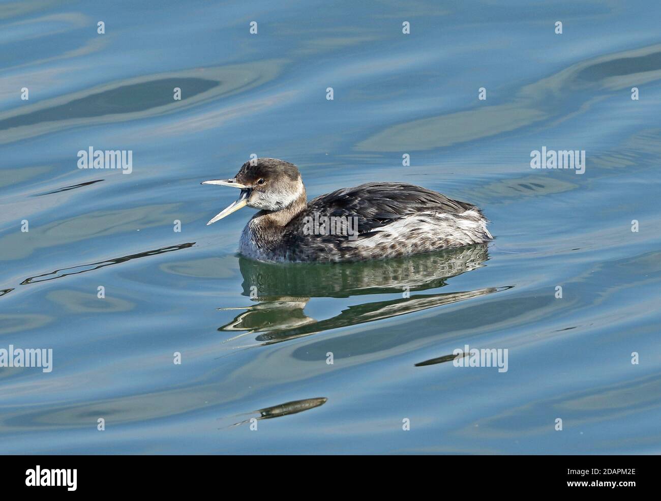 Red-necked Grebe (Podiceps grisegena holbollii) winter plumage adult yawning while swimming in harbour  Choshi, Chiba Prefecture, Japan        Februar Stock Photo