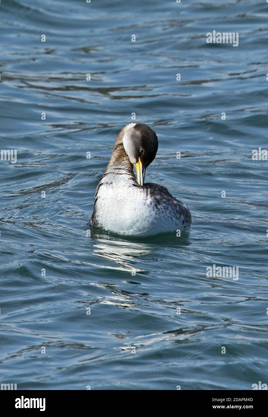 Red-necked Grebe (Podiceps grisegena holbollii) winter plumage adult swimming in harbour, preening  Choshi, Chiba Prefecture, Japan        February Stock Photo