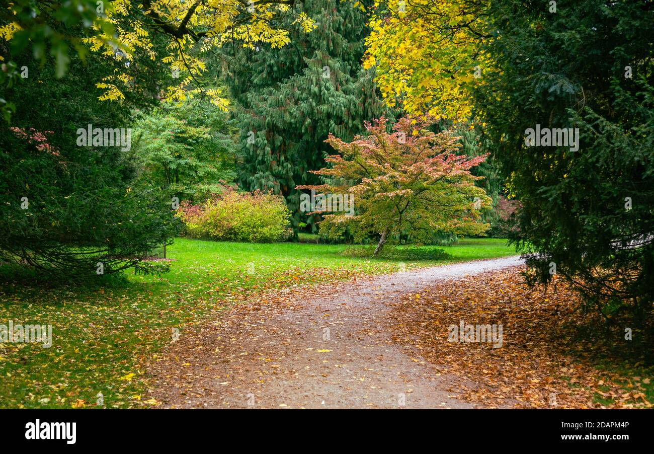 Ruddy Luscious autumn sumptuous & bright. A walk in the park enjoying a change of tempo. Stock Photo