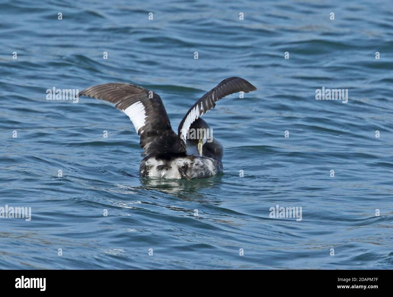 Red-necked Grebe (Podiceps grisegena holbollii) winter plumage adult swimming in harbour, preening  Choshi, Chiba Prefecture, Japan        February Stock Photo