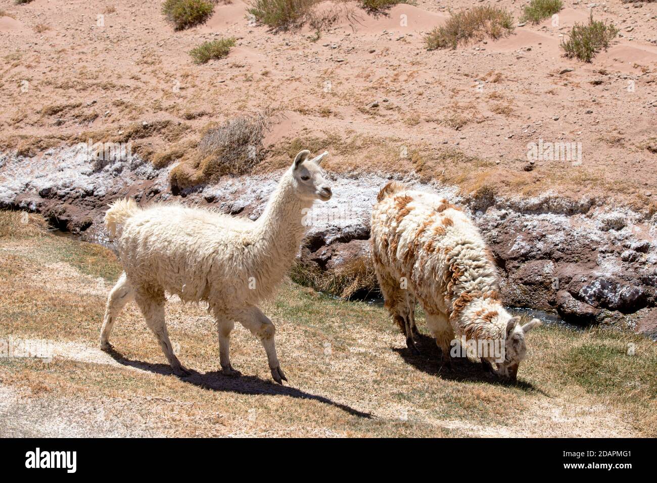 Llamas, Lama glama, near route 33, Piedra del Molino, Los Cardones National Park, Salta Province, Argentina. Stock Photo