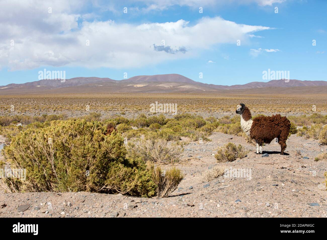 Llama, Lama glama, near route 33, Piedra del Molino, Los Cardones National Park, Salta Province, Argentina. Stock Photo