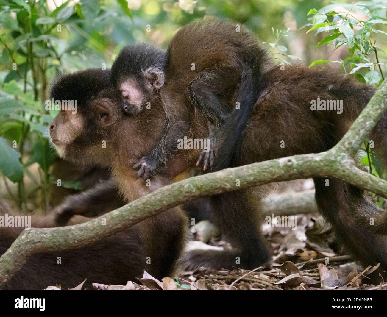 An adult black capuchin, Sapajus nigritus, with youngster on its back at Iguazú Falls, Misiones Province, Argentina. Stock Photo
