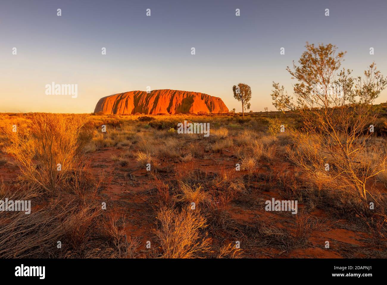 Uluru, Australia - Changing colour at sunset of Uluru, the famous gigantic monolith rock in the Australian desert. Image taken from the Stock Photo