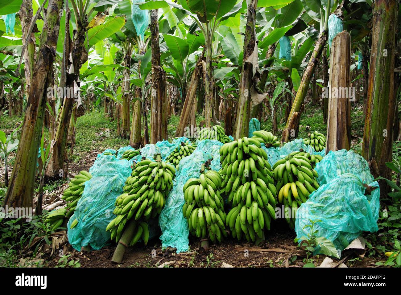 Harvested bananas in Colombia, South America Stock Photo Alamy