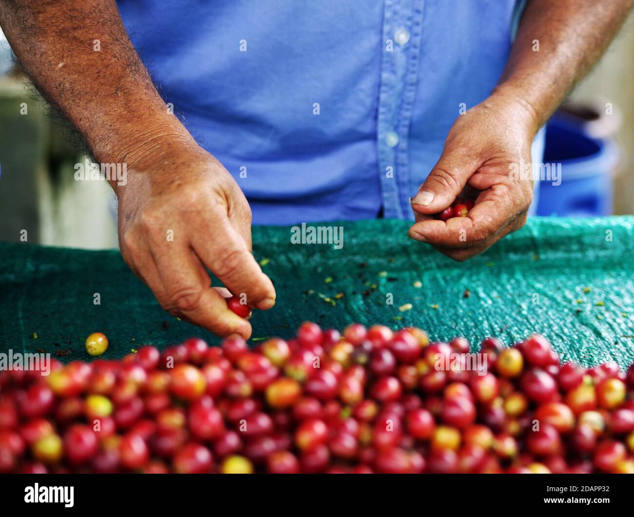 Coffee bean farm colombia hi-res stock photography and images - Alamy