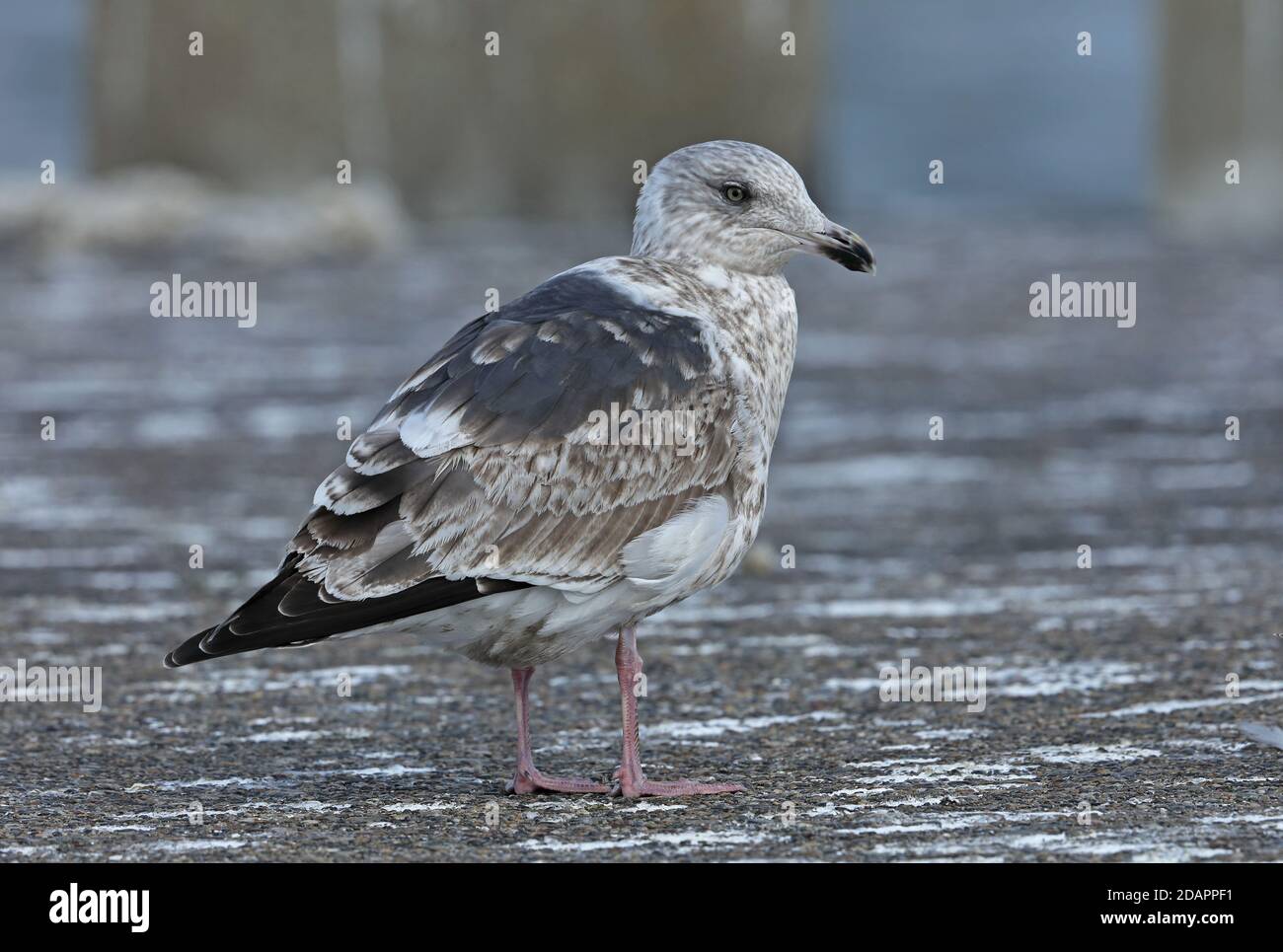 Slaty-backed Gull (Larus schistisagus) second winter standing on harbour wall  Choshi, Chiba Prefecture, Japan      February Stock Photo