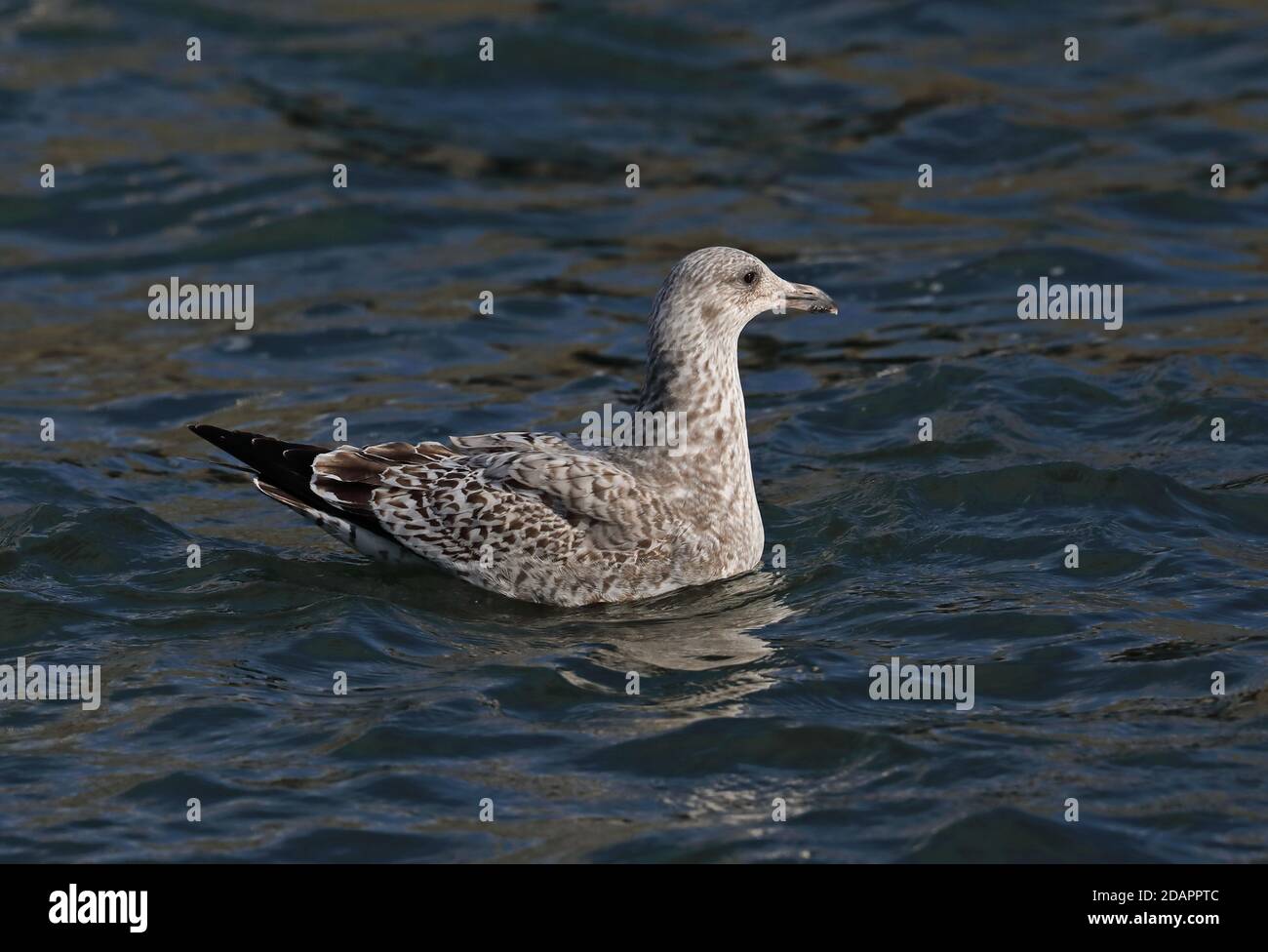 Slaty-backed Gull (Larus schistisagus) first winter swimming in harbour  Choshi, Chiba Prefecture, Japan      February Stock Photo