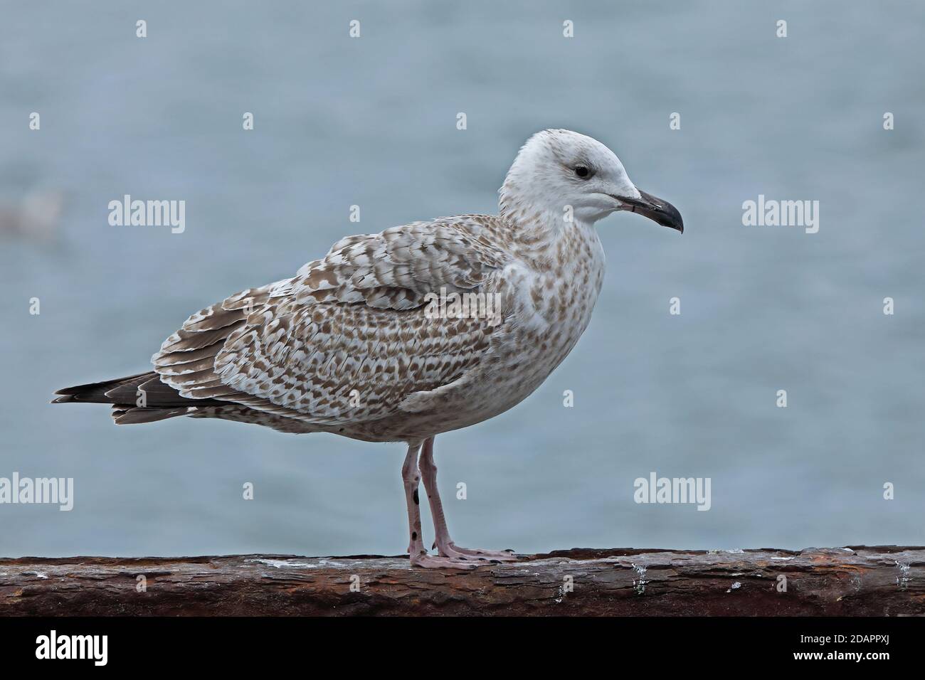 Slaty-backed Gull (Larus schistisagus) first winter standing on harbour wall  Choshi, Chiba Prefecture, Japan      February Stock Photo