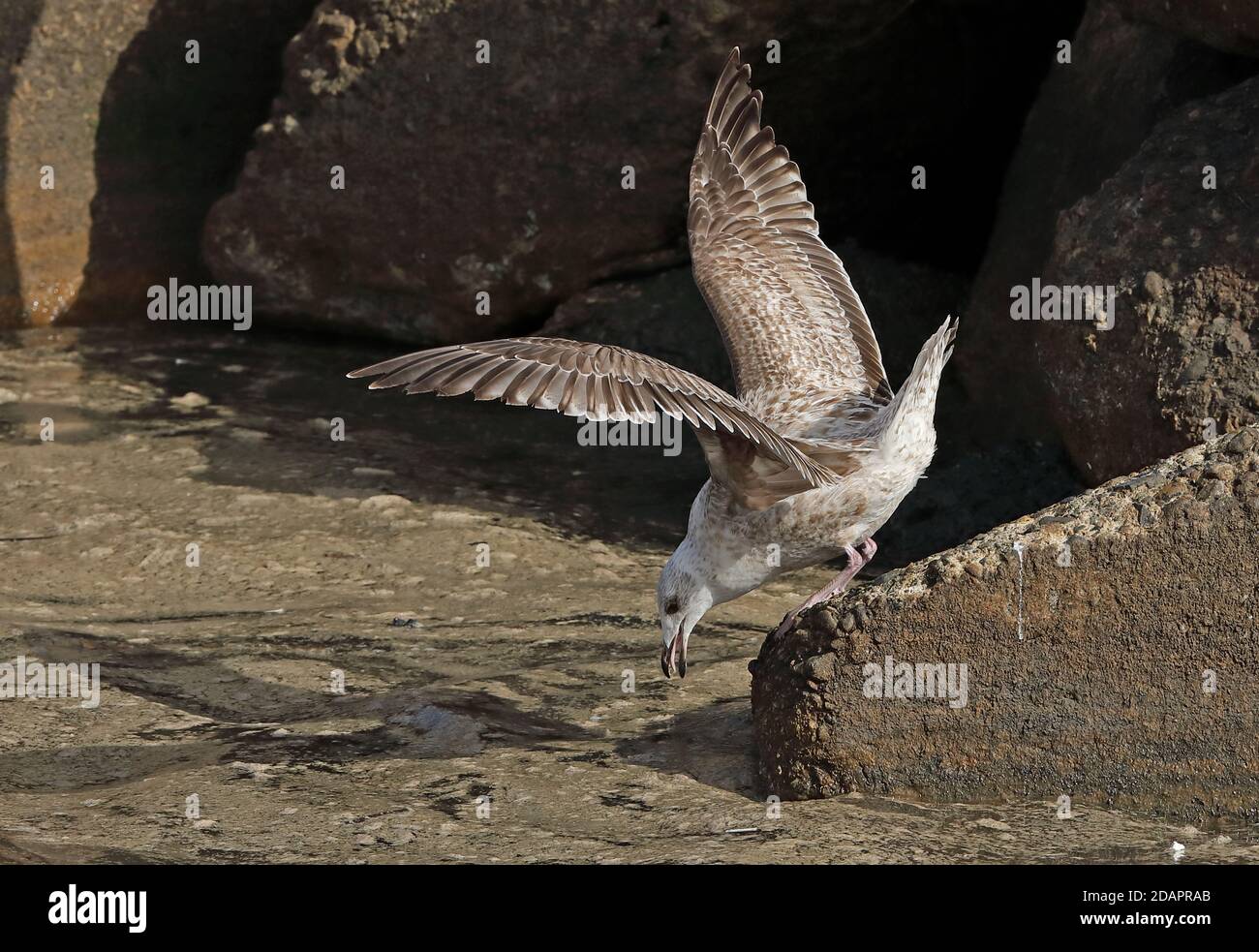 Slaty-backed Gull (Larus schistisagus) first winter standing on rock, feeding on outflow from fish processing plant Choshi, Chiba Prefecture, Japan Stock Photo