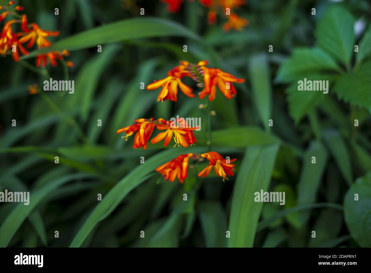 Closeup shot of blooming Coppertips flowers in the greenery Stock Photo