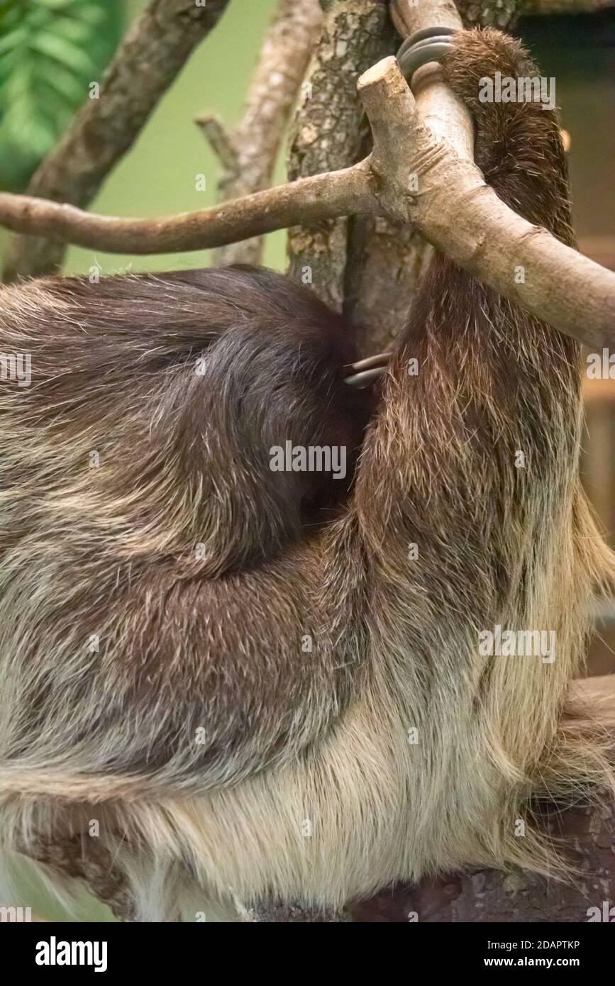 Sleeping sloth at Busch Gardens in Tampa Florida. (USA) Stock Photo