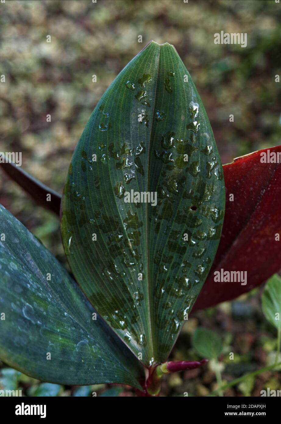 leaf drops background texture water dropds green nature Stock Photo - Alamy