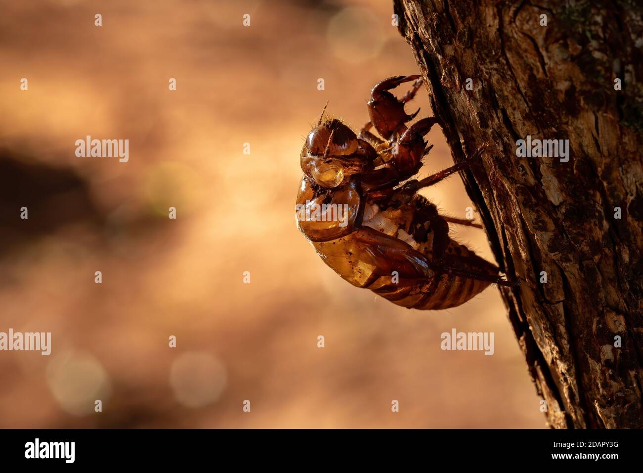 Exuvia of Typical Cicada, an exoskeleton abandoned in the process of maturation of the insect called ecdysis Stock Photo