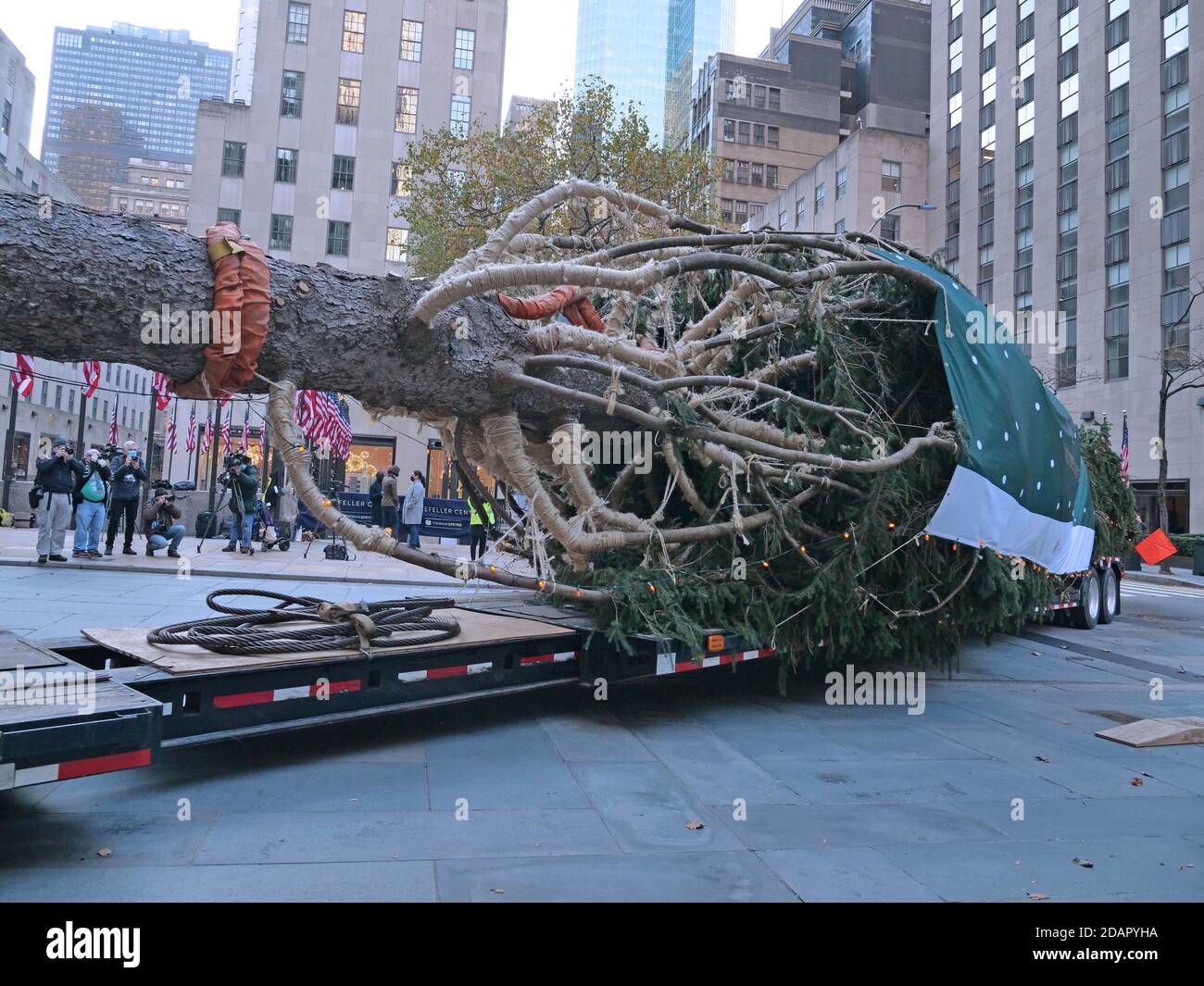 New York, New York, USA. 14th Nov, 2020. 75 foot tall Norway Spruce ...