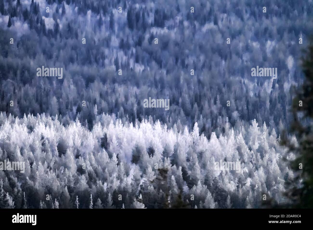 Mountain snow-covered forest on the Sunny side of the mountain, forest scenery, winter plein air. Photo-painting, special filter and manual finishing Stock Photo