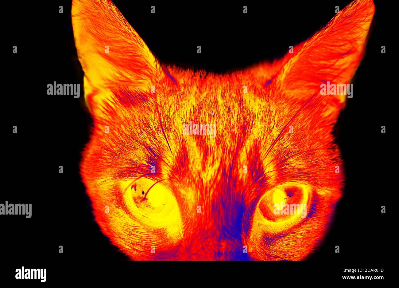 Funny cat in scientific high-tech thermal imager on black background isolated Stock Photo