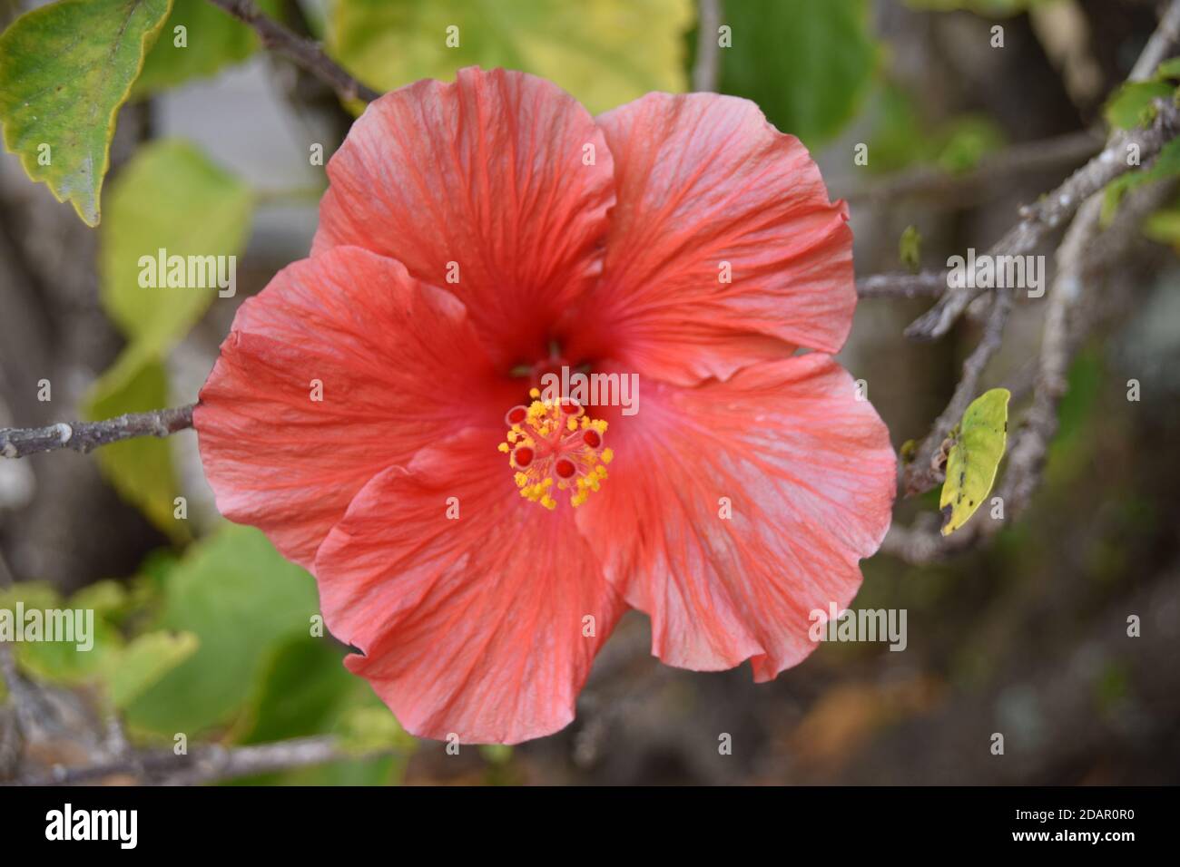 Capturing a beautiful hibiscus flower blooming in the warm Florida air