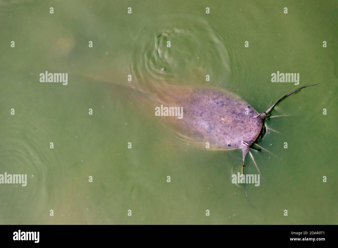 Walking catfish (Clarias batrachus) feed on the surface of very muddy