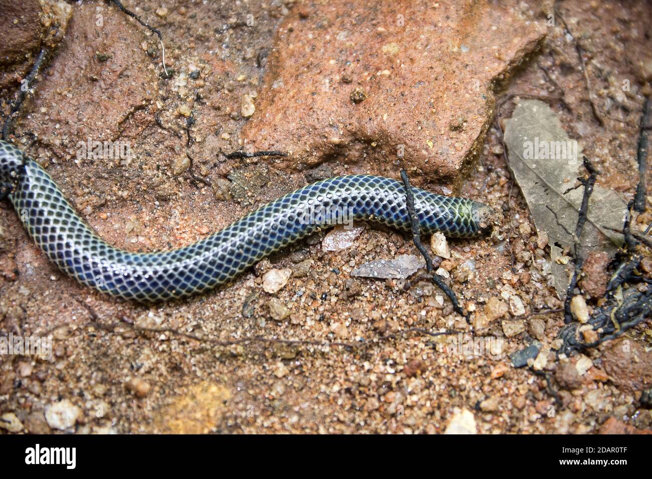 The snake swallows a large earthworm. Shield-tailed snakes (Uropeltidae) possibly genus Platyplectrurus. Tropical rain forest in Sri Lanka Stock Photo