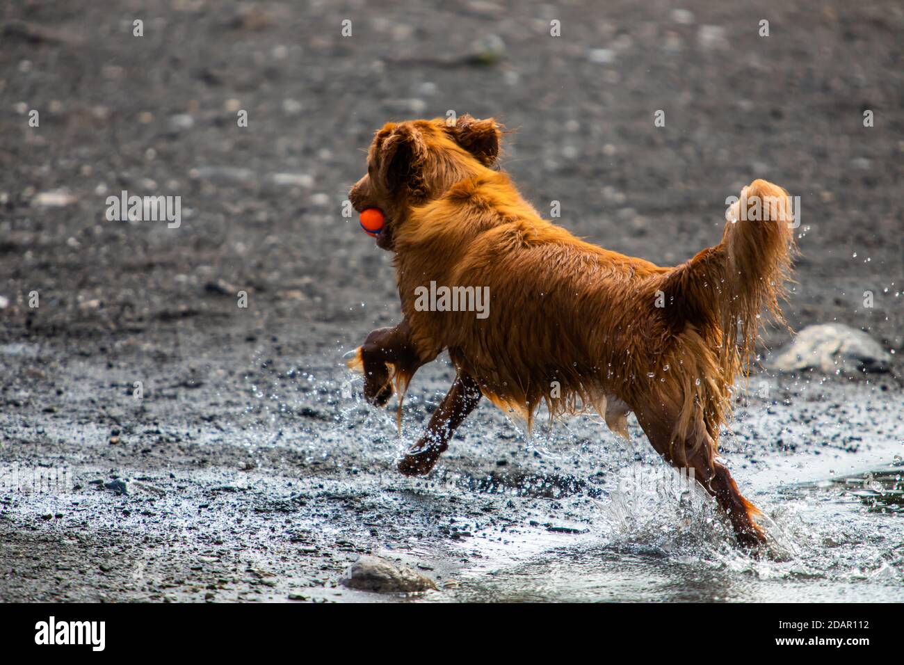 Bright brown or reddish furred dog with a red and blue ball in his