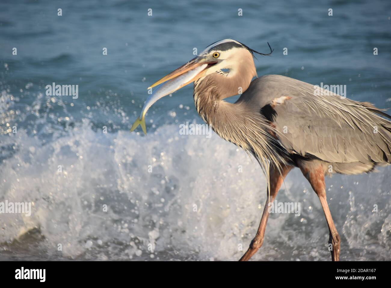 Capturing a heron catching lunch while out on a walk along the beach on Anna Maria Island, Florida. Stock Photo