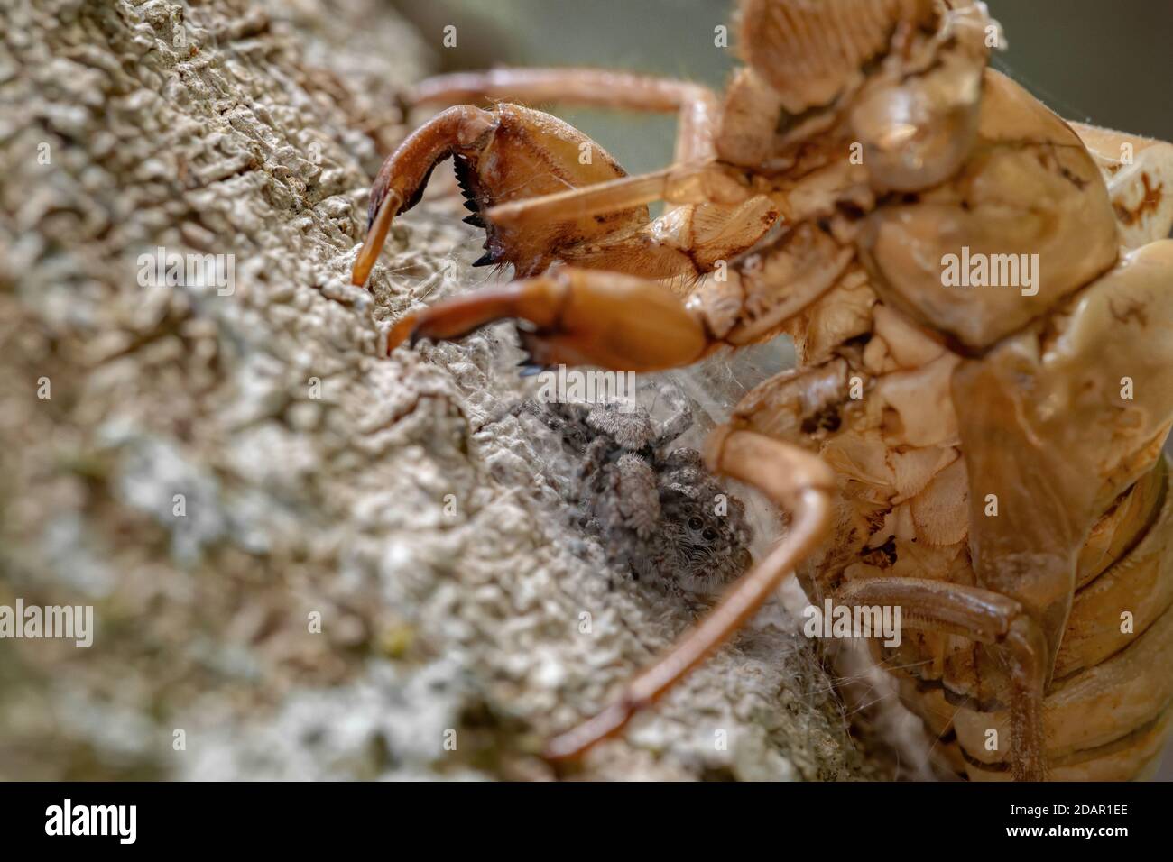 Couple of jumping spiders of the species Platycryptus magnus below a cicada exuvia Stock Photo