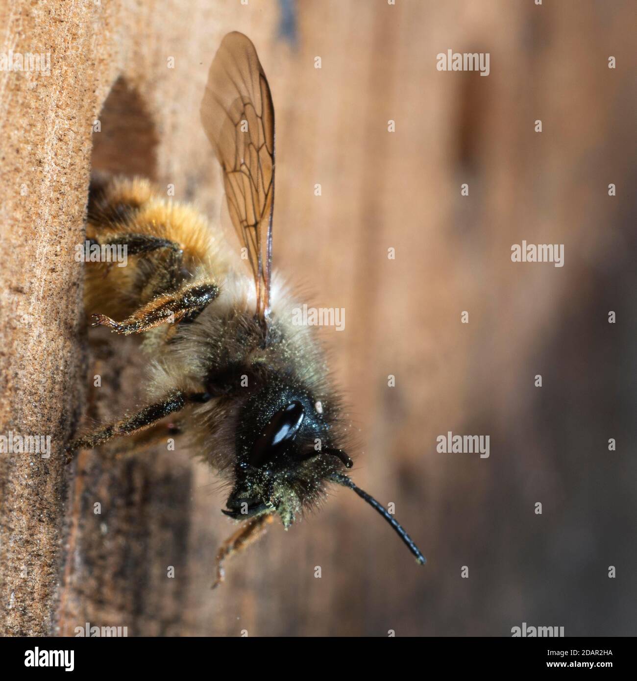 Hornfaced bee (Osmia cornuta) on departure from the breeding cave, North RhineWestphalia