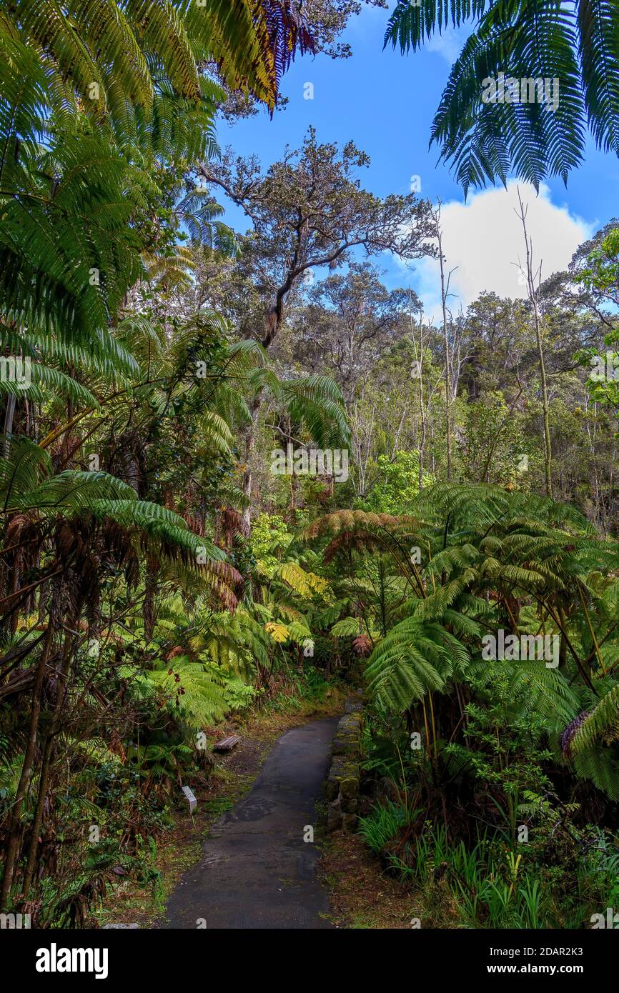 way-through-a-forest-of-tree-ferns-hawai-i-volcanoes-national-park