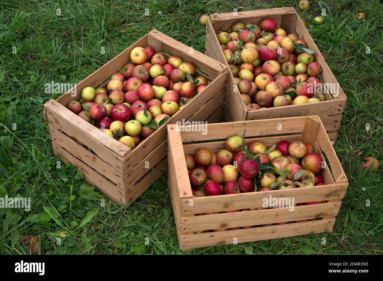Freshly picked apples (Malus), variety Cox Orange, in fruit boxes, Germany Stock Photo
