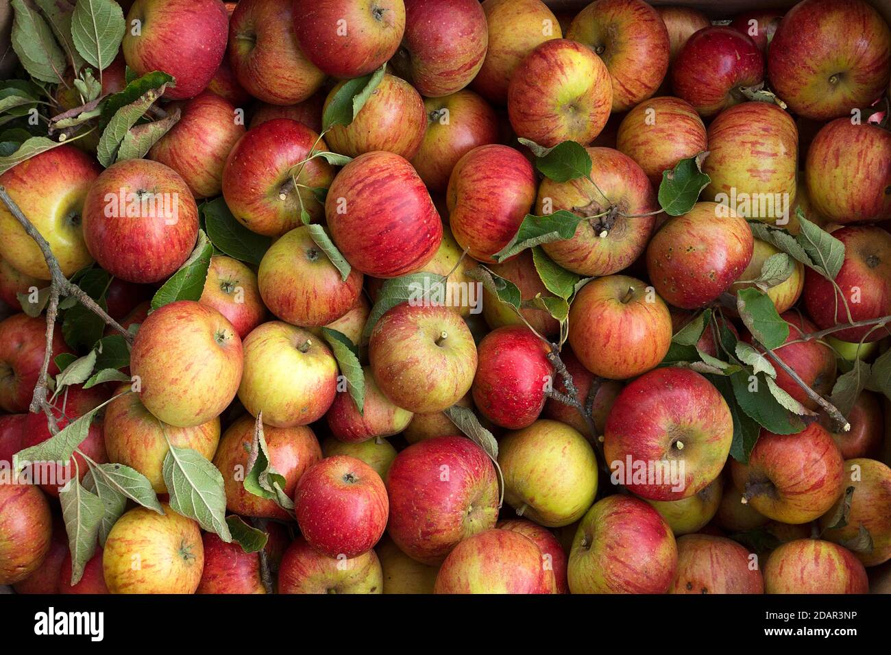 Freshly picked apples (Malus), variety Cox Orange, Germany Stock Photo
