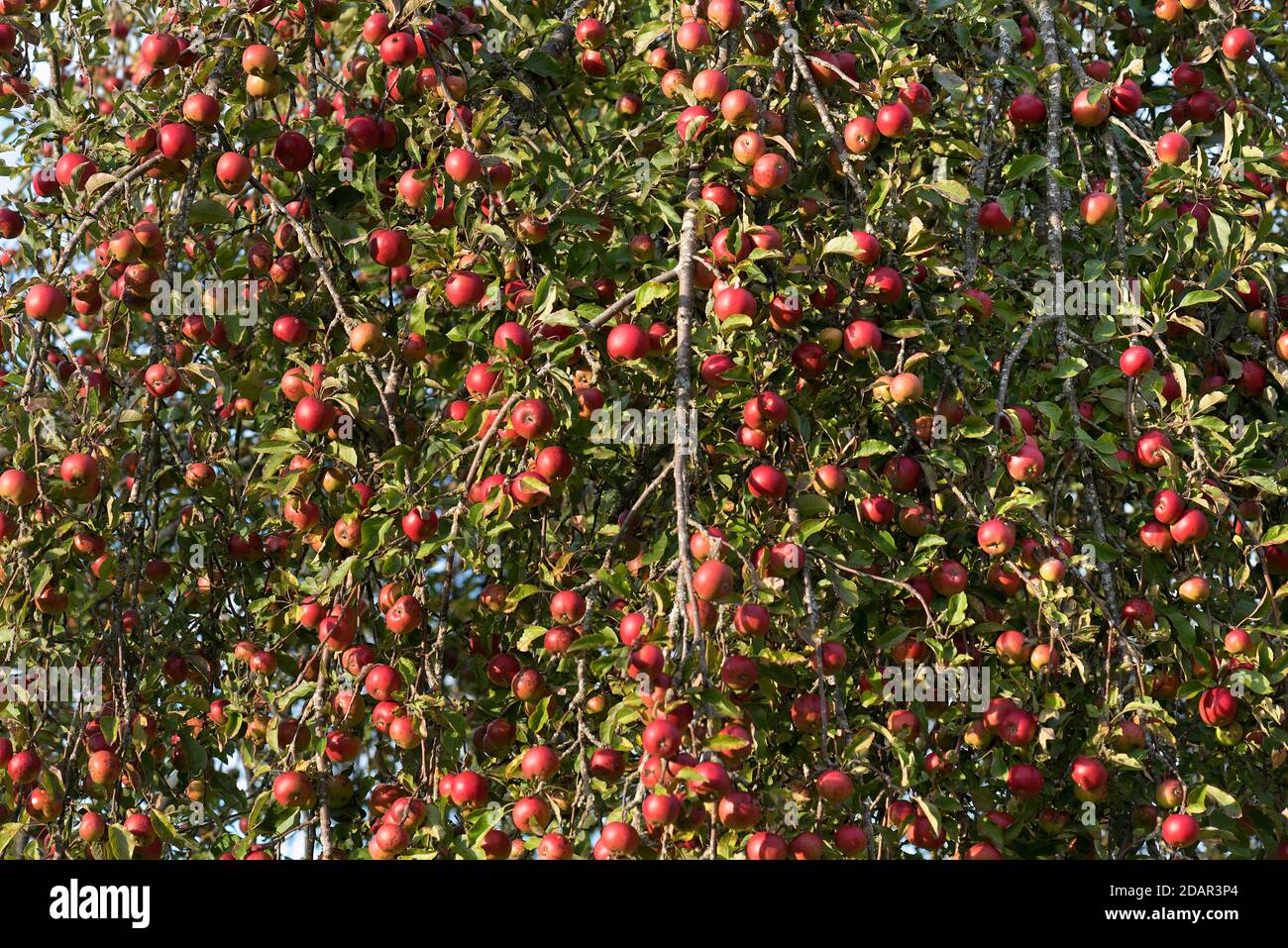Maturity apples (Malus) am Apple tree, Bavaria, Germany Stock Photo