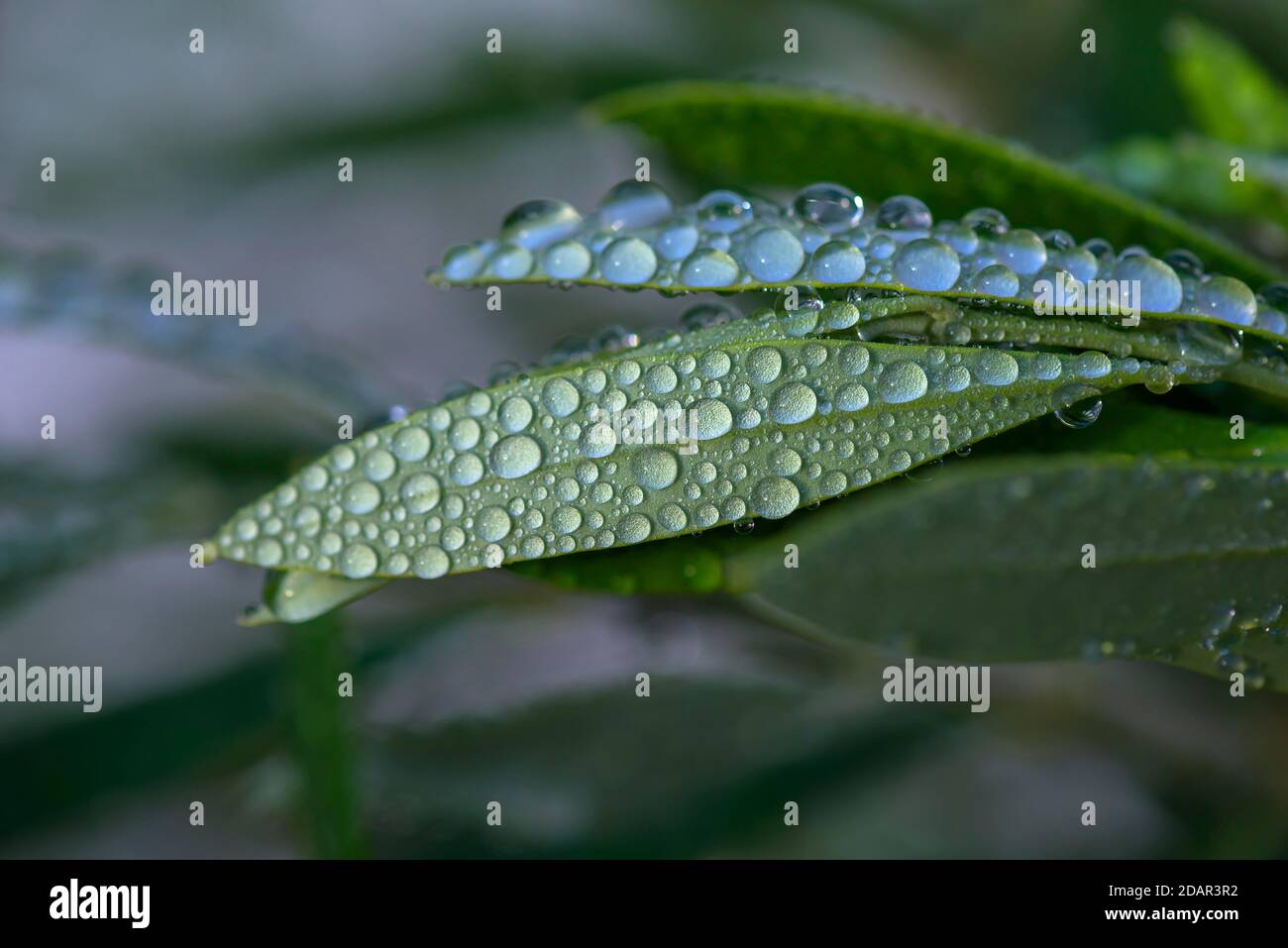 Water drop on an olive leaf (Olea europaea), Germany Stock Photo Alamy