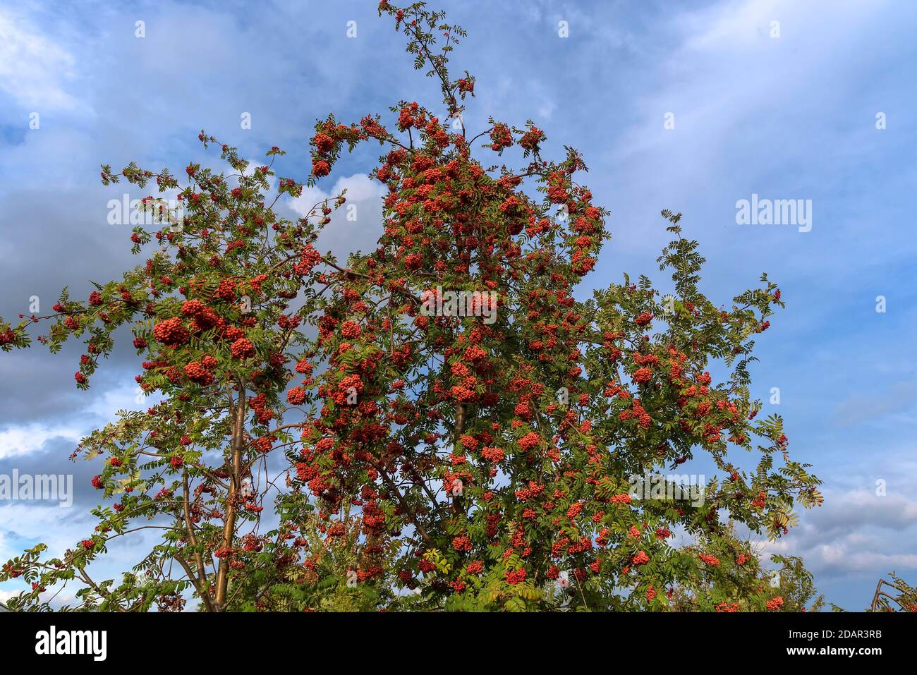 European rowan (Sorbus aucuparia) with red berries, Bavaria, Germany Stock Photo