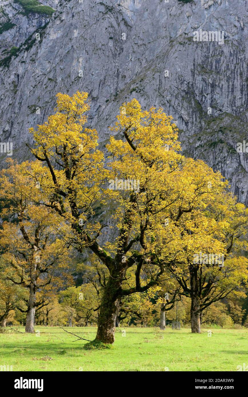 Maple (Acer) in autumn, Grosser boden, Eng, Karwendel, Tyrol, Austria Stock Photo