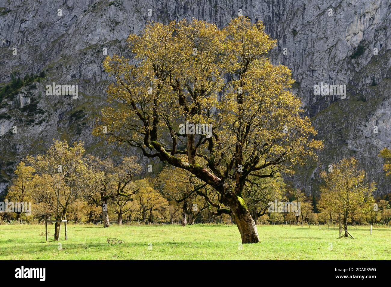 Maple (Acer) in autumn, Grosser boden, Eng, Karwendel, Tyrol, Austria Stock Photo