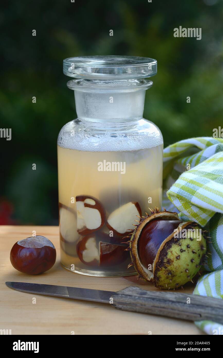 Chestnut, production of chestnut soap with water and crushed horse chestnuts, Germany Stock