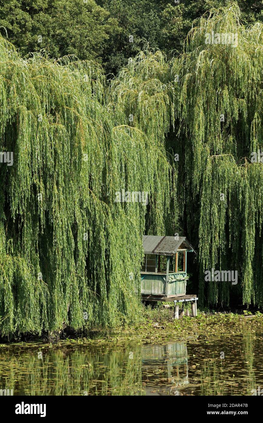 Golden Weeping Willow (Salix x sepulchralis 'Chrysocoma') in Union