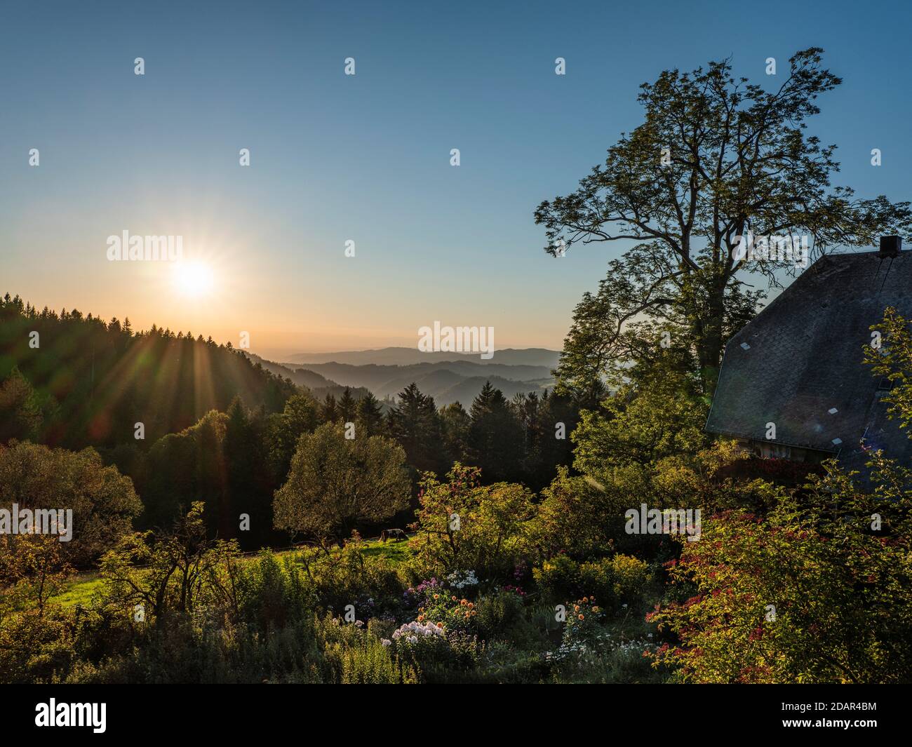 Old farmhouse in summer evening light, farm garden with blooming flowers, fruit trees and bushes. View to the west. Black Forest high road between Stock Photo