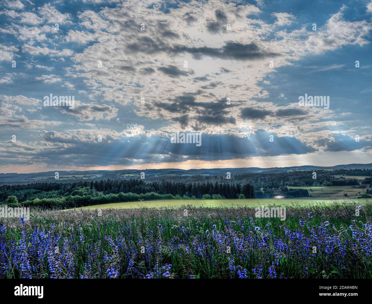 Sage in May, cloud formations, blue sage (Slavia Officialis) in the foreground, sunrays, Gupfen B500, sunset, Hochschwarzwaldstrasse, Southern Black Stock Photo
