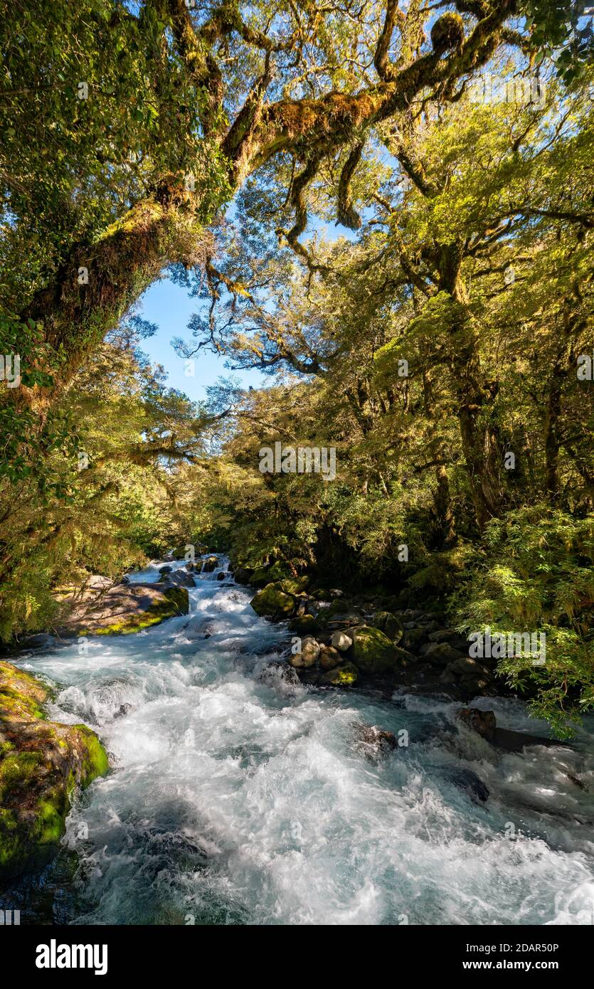River in the forest, way to Lake Marian, Fiordland National Park, Te Anau, Southland, South Island, New Zealand Stock Photo