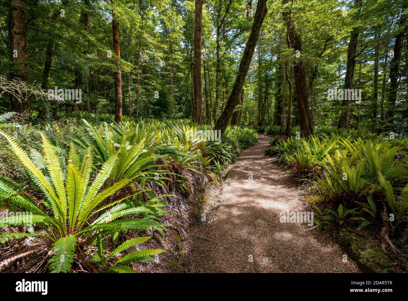 Hiking trail through forest with ferns, temperate rainforest, Kepler Track, Fiordland National Park, Southland, New Zealand Stock Photo