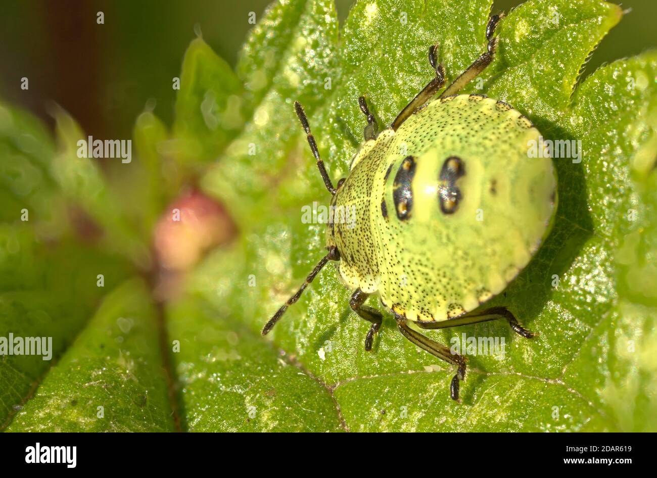 Green shield bug (Palomena prasina) Larva, Hesse, Germany Stock Photo