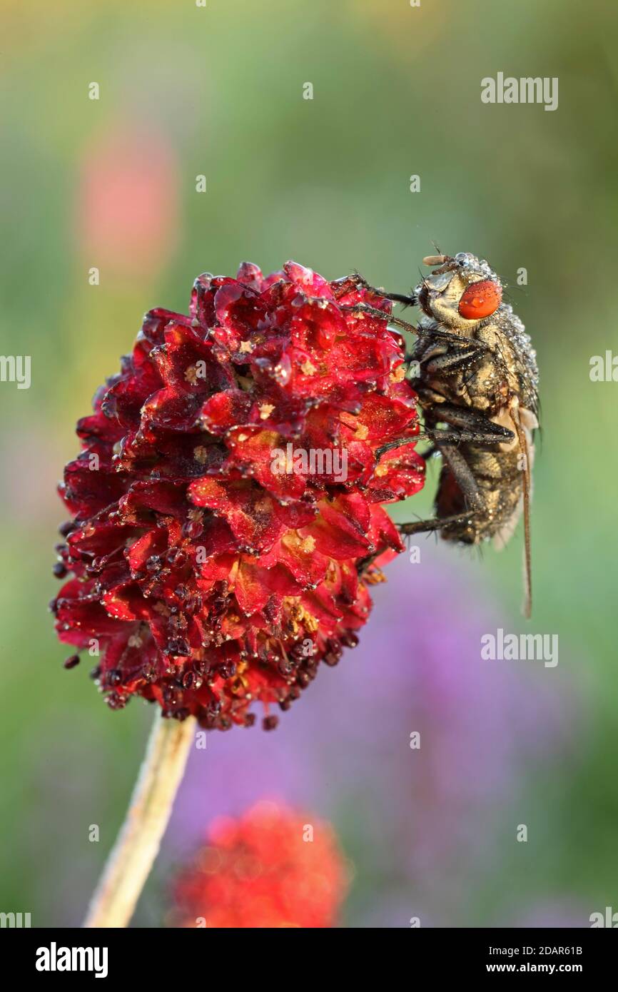 Blowfly (Calliphora vicina) on Grosser Wiesenknopf, Hesse, Germany Stock Photo